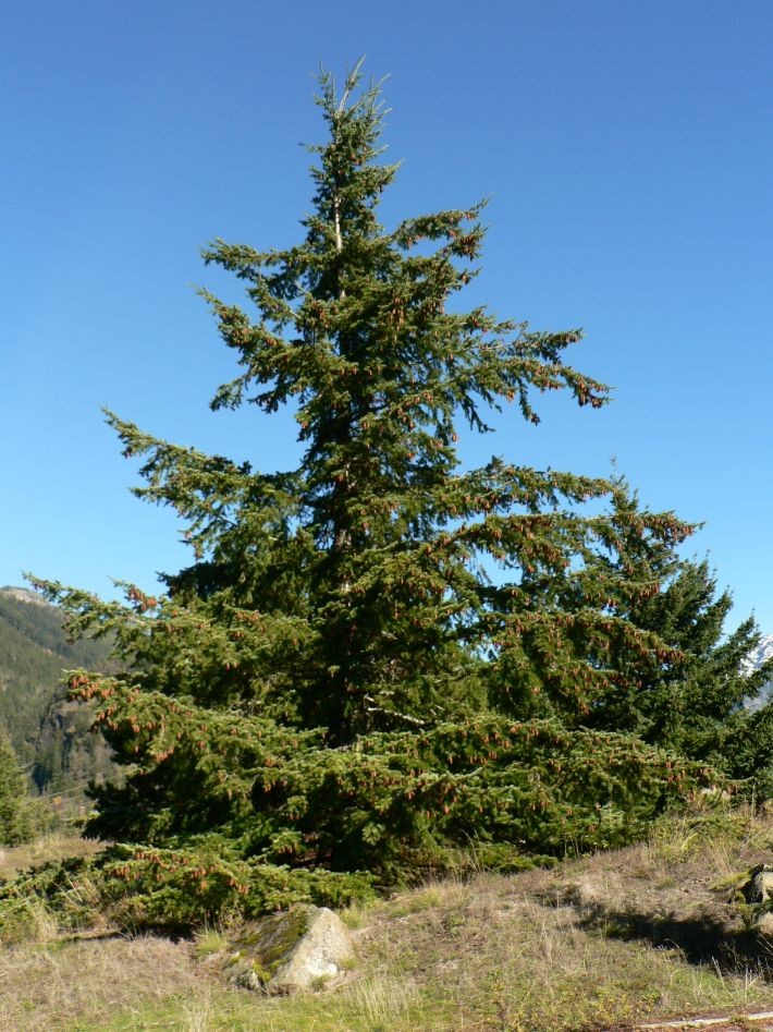 Gewöhnliche Douglasie