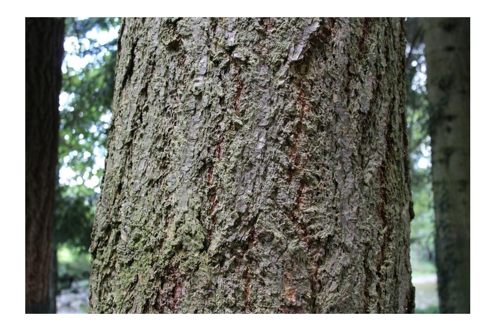 Pin de Douglas - Pin d’Orégon - Pseudotsuga menziesii - Jardins du Monde.be