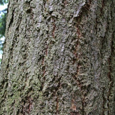 Douglas fir - Oregon pine  - Pseudotsuga menziesii - Jardins du Monde.be