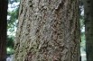 Pin de Douglas - Pin d’Orégon - Pseudotsuga menziesii - Jardins du Monde.be