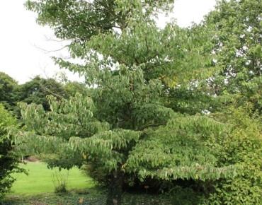 Cornouiller des pagodes - Cornus controversa - Jardins du Monde.be