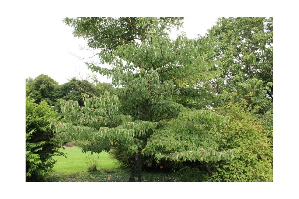 Cornouiller des pagodes - Cornus controversa - Jardins du Monde.be