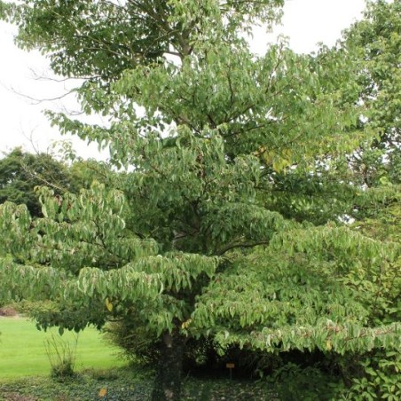 Cornouiller des pagodes - Cornus controversa - Jardins du Monde.be