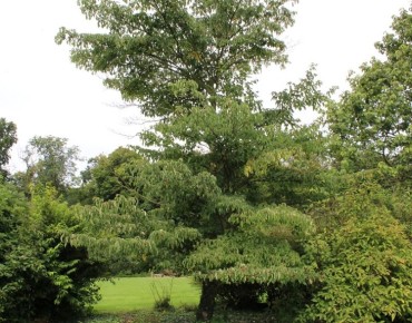 Cornus controversa - Jardins du Monde.be