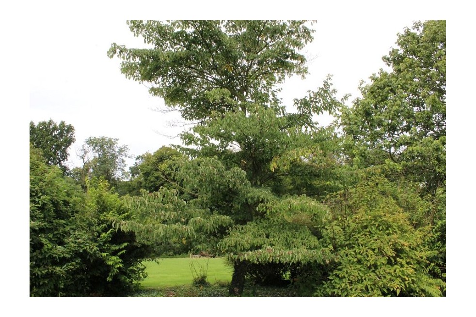 Cornouiller des pagodes - Cornus controversa - Jardins du Monde.be