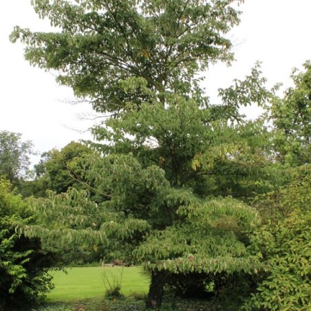 Cornus controversa - Jardins du Monde.be