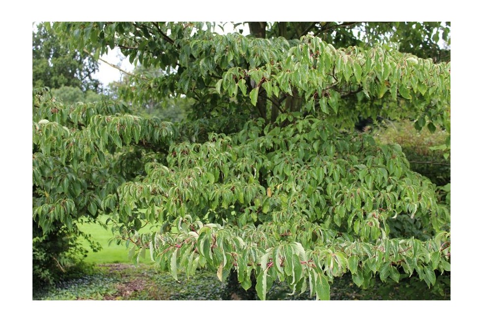 Cornus controversa - Jardins du Monde.be
