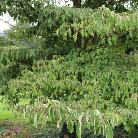 Cornus controversa - Jardins du Monde.be