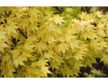 Acer palmatum Orange Dream - Jardins du Monde be