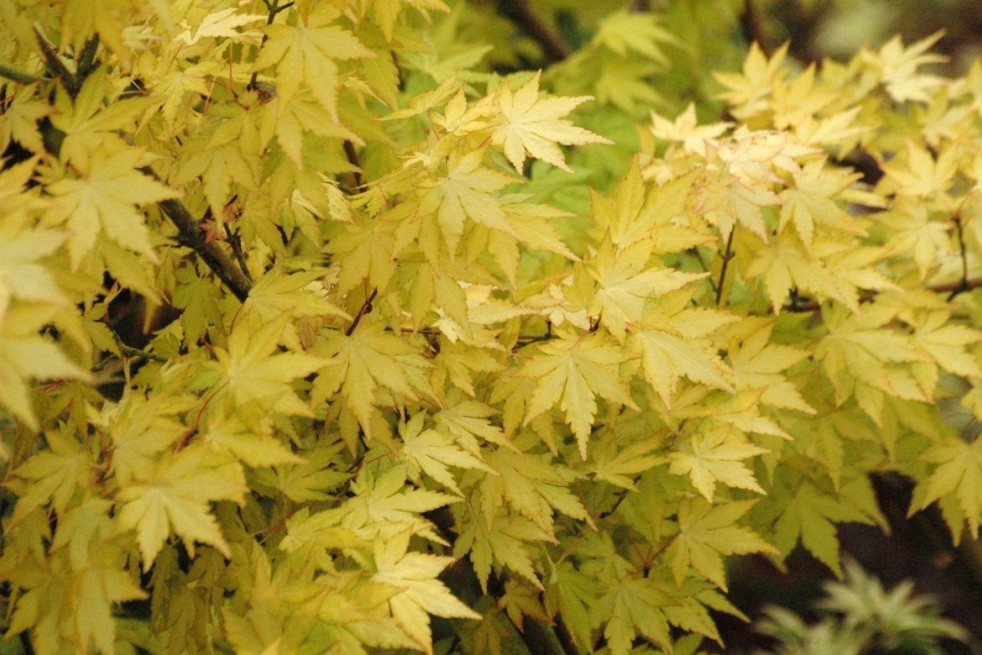Acer palmatum Orange Dream - Jardins du Monde be