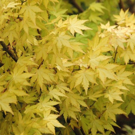 Acer palmatum Orange Dream - Jardins du Monde be