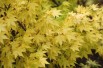 Acer palmatum Orange Dream - Jardins du Monde be