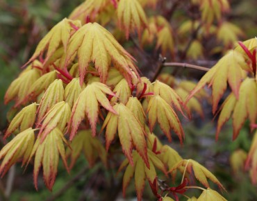Acer palmatum Orange Dream - Jardins du Monde be