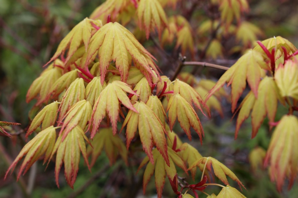 Acer palmatum Orange Dream - Jardins du Monde be