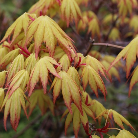 Acer palmatum Orange Dream - Jardins du Monde be