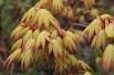 Acer palmatum Orange Dream - Jardins du Monde be