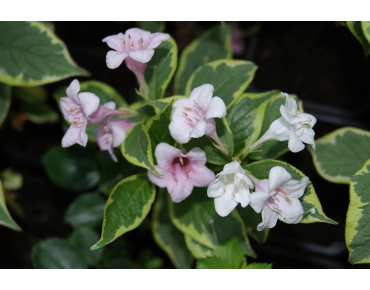 Weigelia panaché - Weigela Florida Variegata - pot de 3 litres