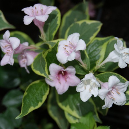 Variegated Weigelia - Weigela Florida Variegata - 3 liter pot