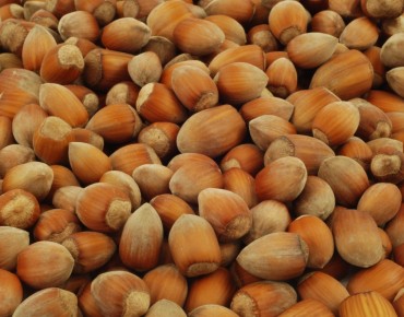 Noisetier Fertile de Nottingham - Corylus avellana Fertile de Nottingham - noisette