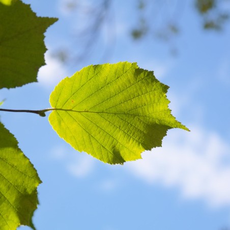 Haselnuss Fertile de Nottingham - Corylus avellana Fertile de Nottingham