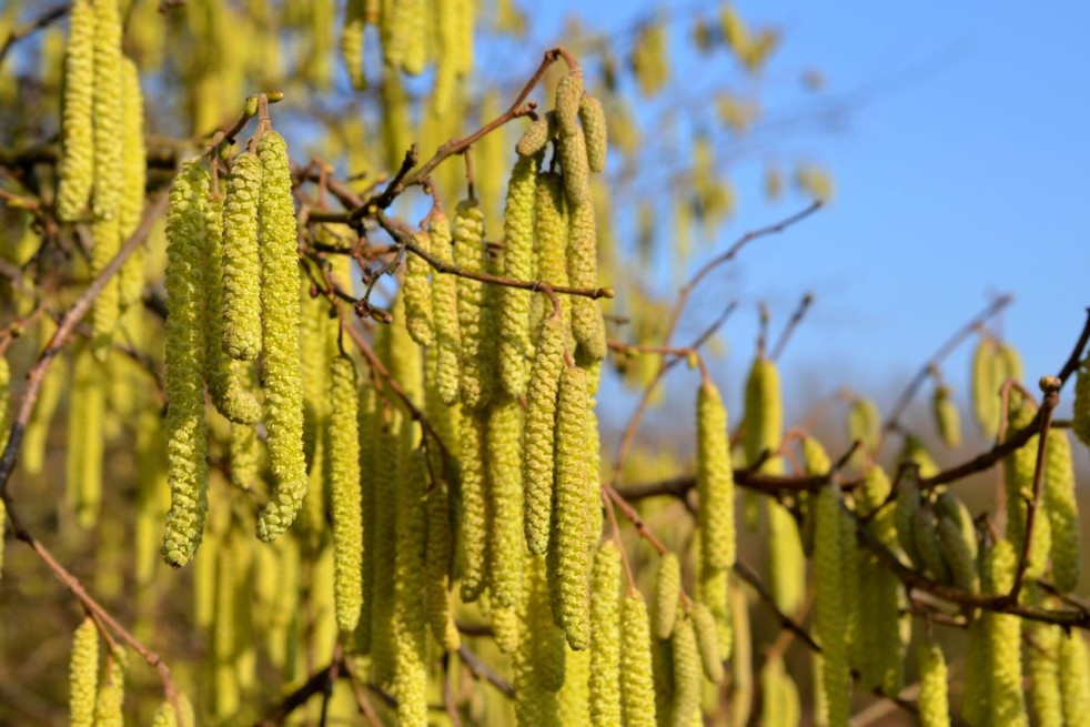 Hazelaar Cosford - Corylus avellana Cosford