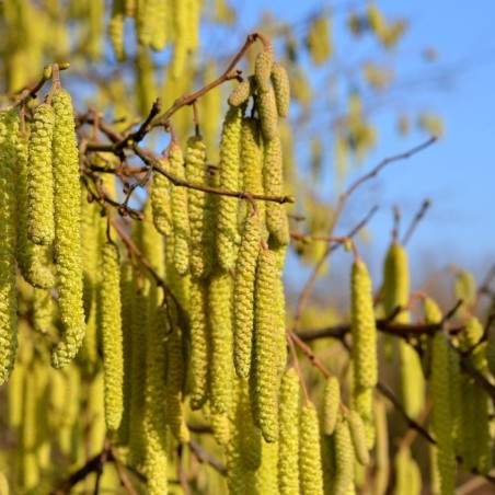 Cosford Hazel tree - Corylus avellana Cosford