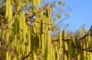 Hazelaar Cosford - Corylus avellana Cosford