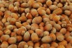 Haselnuss Cosford - Corylus avellana Cosford