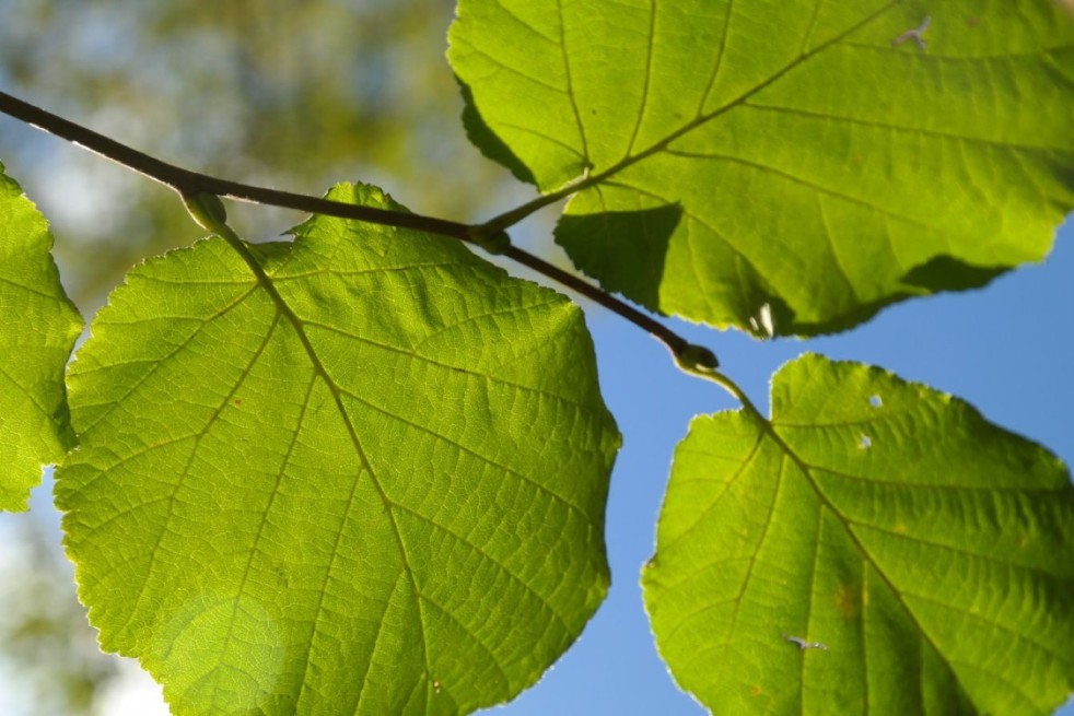 Hazelaar Cosford - Corylus avellana Cosford