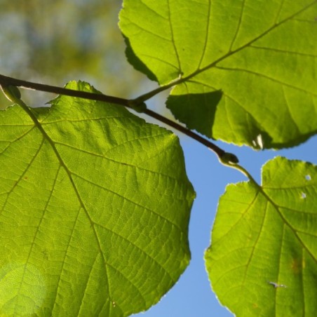 Cosford Hazel tree - Corylus avellana Cosford