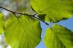 Hazelaar Cosford - Corylus avellana Cosford