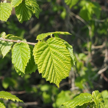 Haselnuss Corabel - Corylus avellana Corabel
