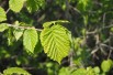 Haselnuss Corabel - Corylus avellana Corabel