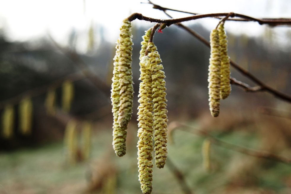 Noisetier Corabel - Corylus avellana Corabel - châtons