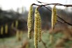 Haselnuss Corabel - Corylus avellana Corabel