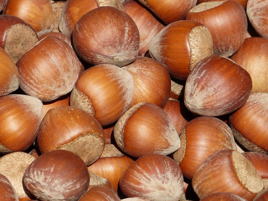 Noisetier Corabel (en pot de 3 litres)