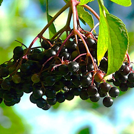 Black Elder Haidegg - Sambucus nigra Haidegg 17