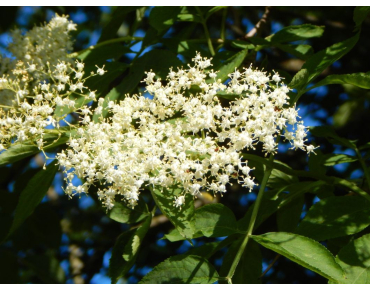 Sureau noir Haidegg - Sambucus nigra Haidegg 17