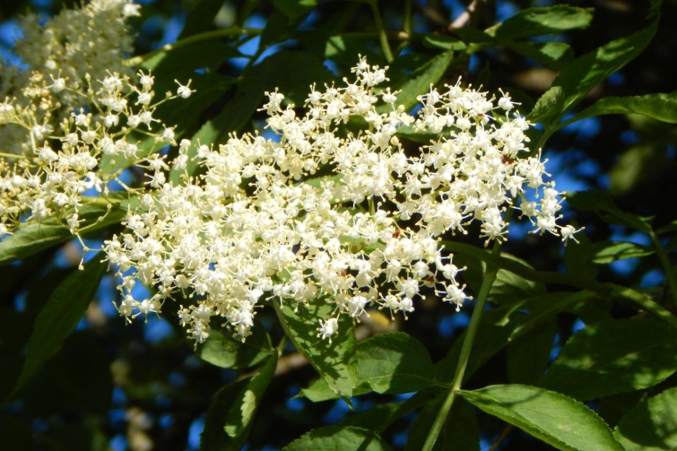 Black Elder Haidegg - Sambucus nigra Haidegg 17