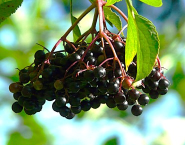 Sureau noir Haidegg - Sambucus nigra Haidegg 17