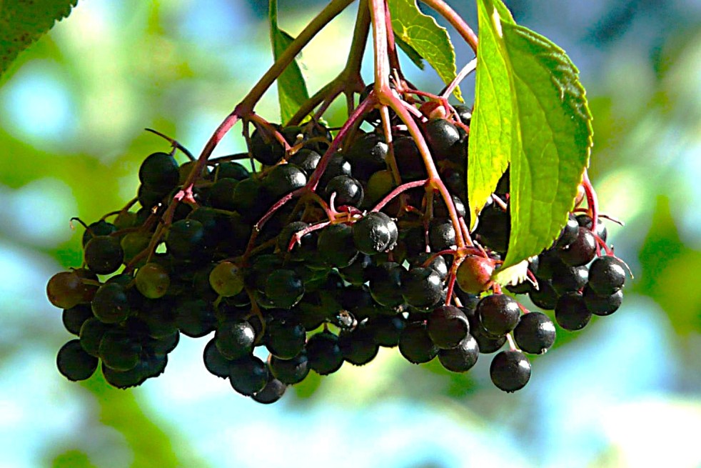 Sureau noir Haidegg - Sambucus nigra Haidegg 17