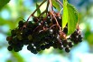 Black Elder Haidegg - Sambucus nigra Haidegg 17