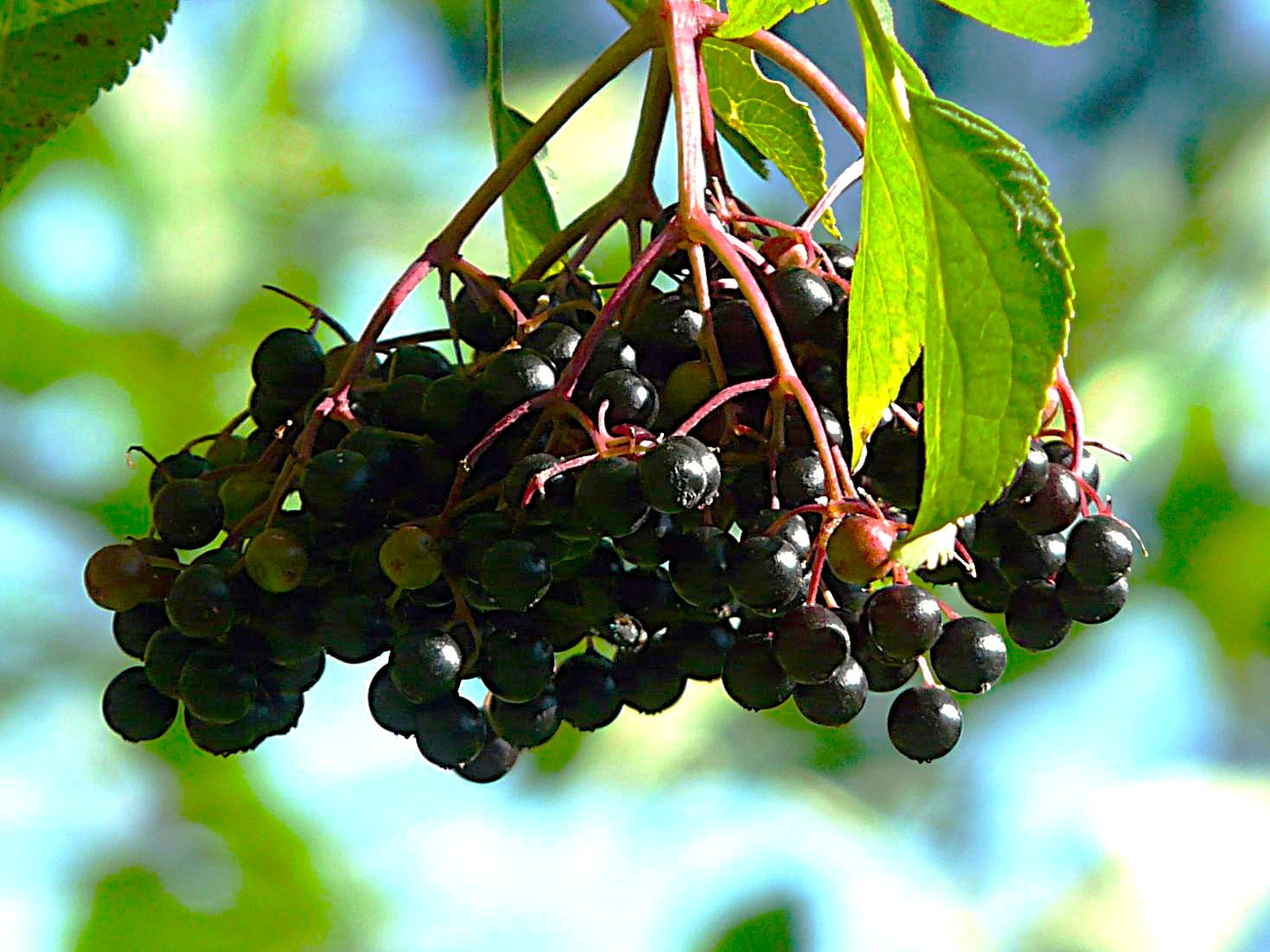Black Elder Haidegg (in 3 liter pot)