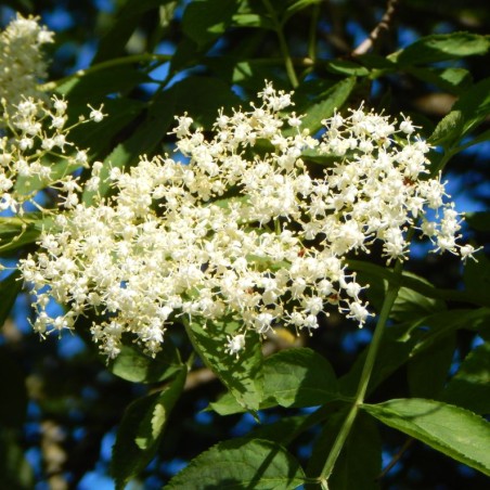 Black Elder Haidegg - Sambucus nigra Haidegg 17