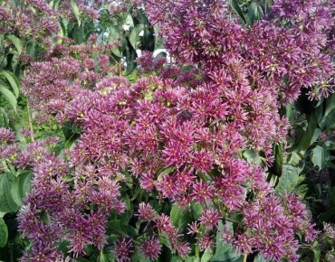 Zevenzonenboom - Heptacodium miconioides - Jardins du Monde be