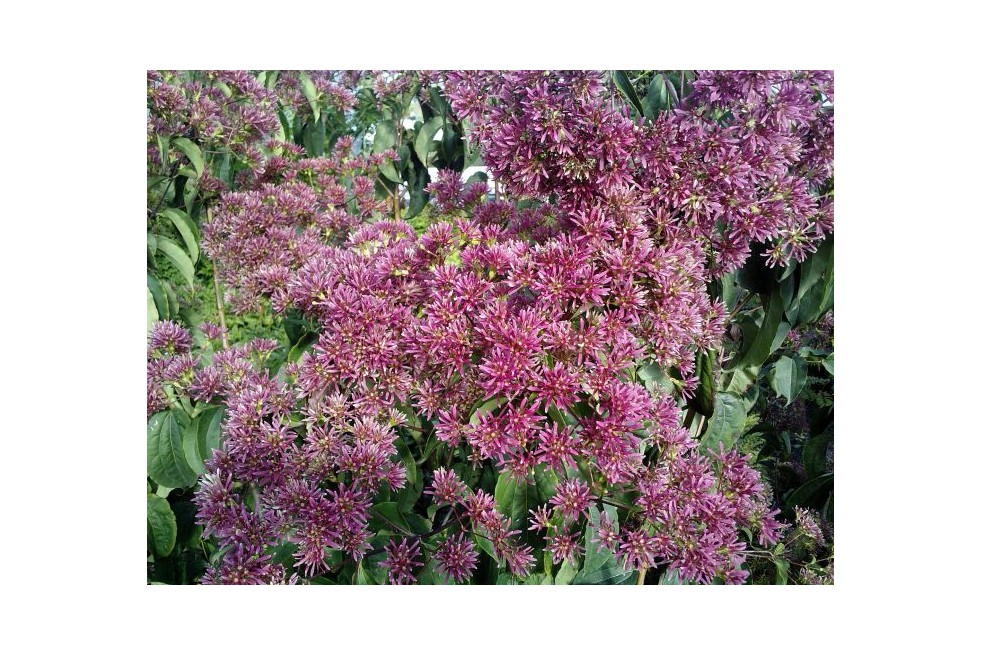 Arbre aux 7 fleurs – Heptacodium miconioides - Jardins du Monde Be