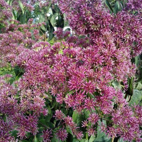 Zevenzonenboom - Heptacodium miconioides - Jardins du Monde be