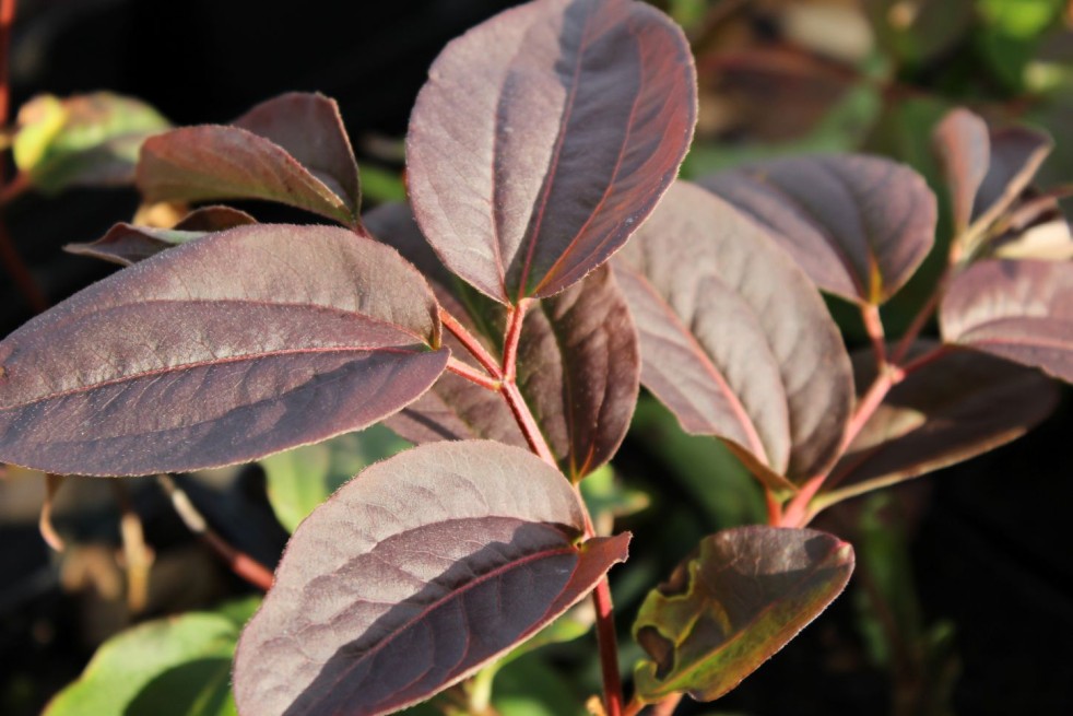 Zevenzonenboom - Heptacodium miconioides - Jardins du Monde be