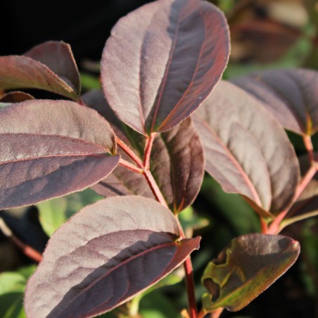 Zevenzonenboom - Heptacodium miconioides - Jardins du Monde be