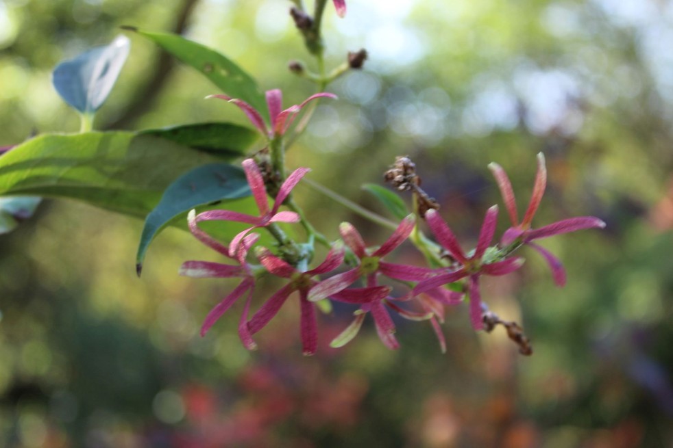 Arbre aux 7 fleurs – Heptacodium miconioides - Jardins du Monde Be
